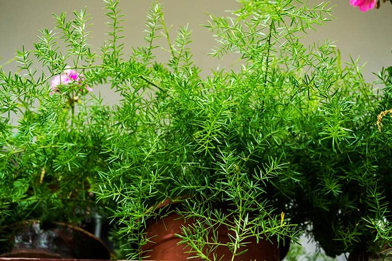 Asparagus Fern
