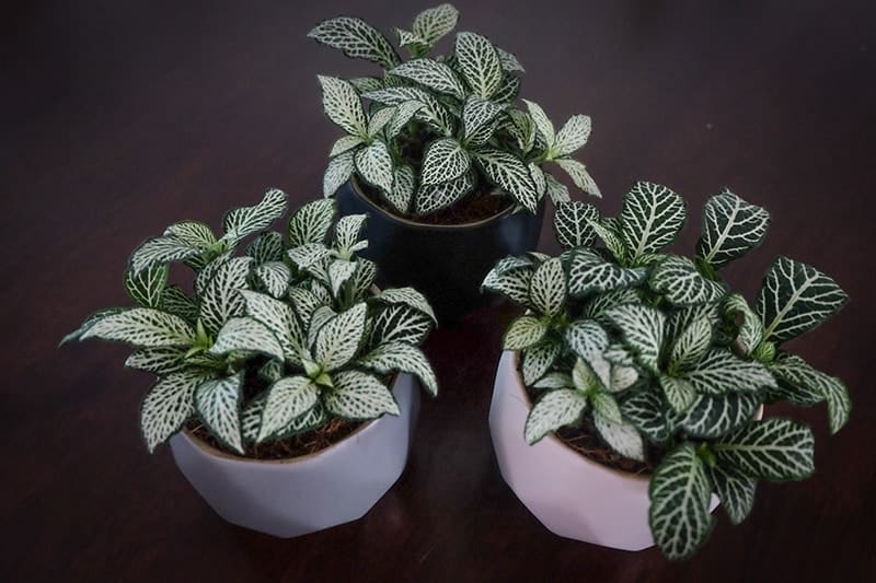 Nerve Plant