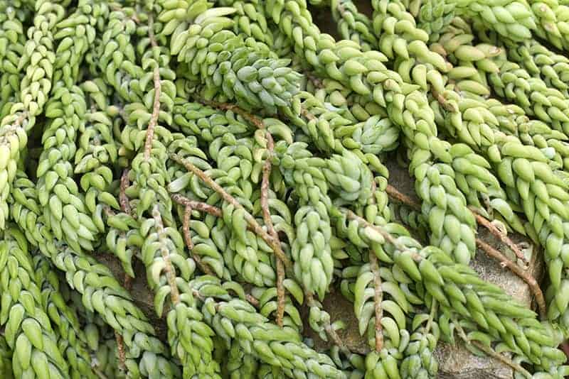 Burro's Tail problems