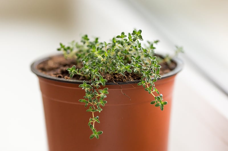 Propagation of Creeping Thyme