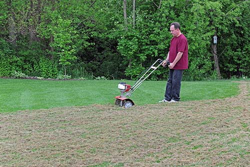 Dethatch the lawn