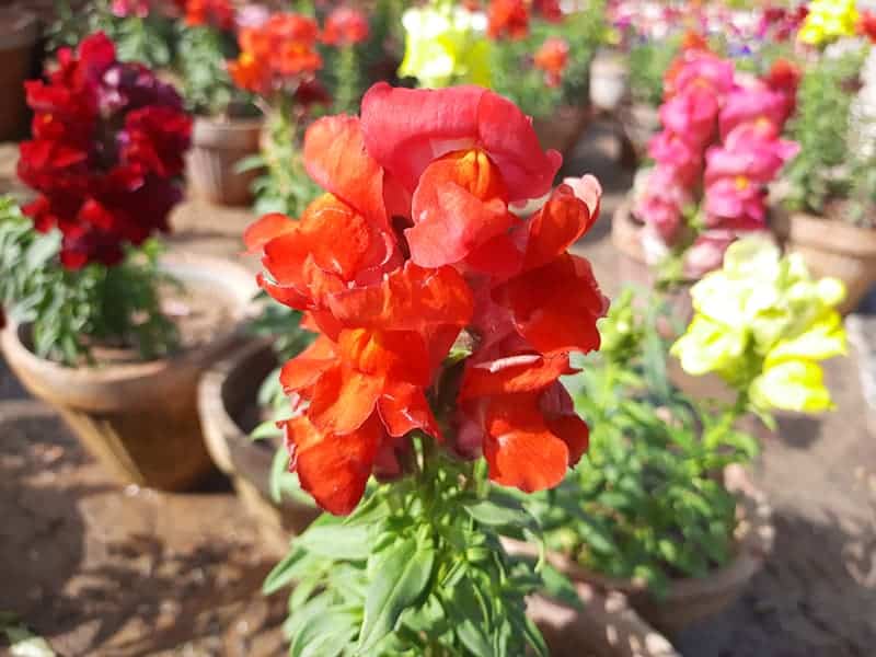 Snapdragon