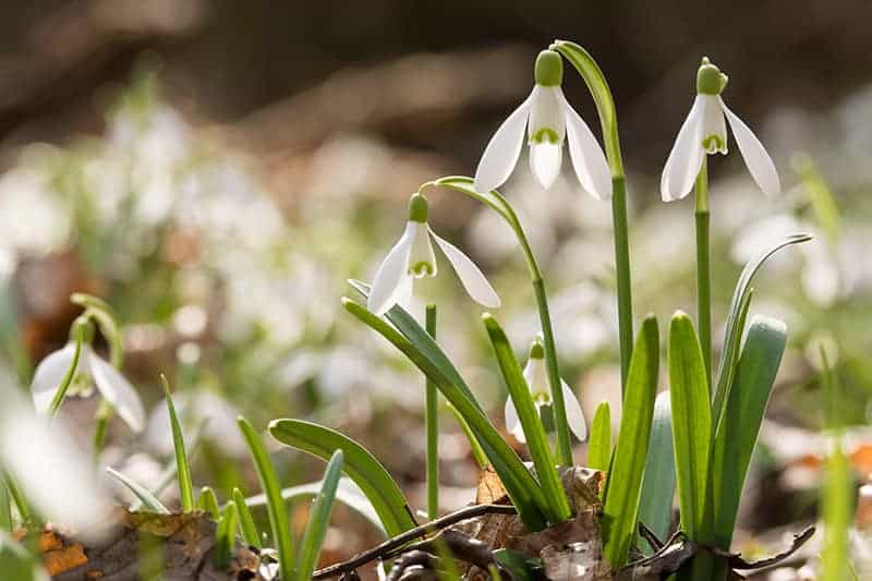 Snowdrop
