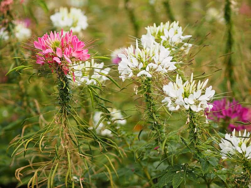Spider Flower