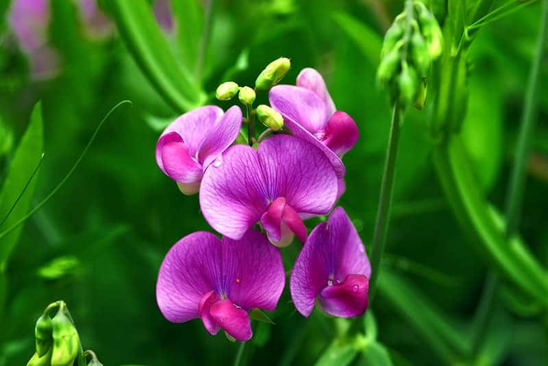 Sweet Pea