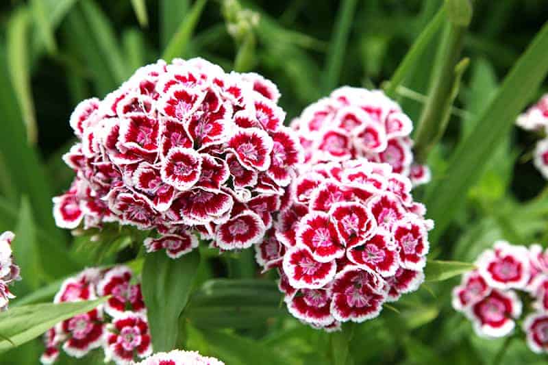 Sweet William