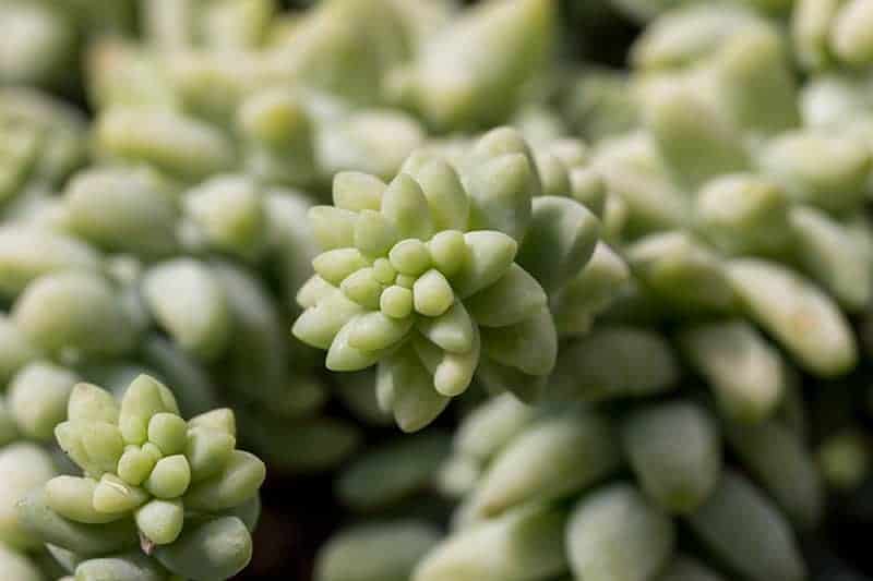 How to care for Burro's Tail