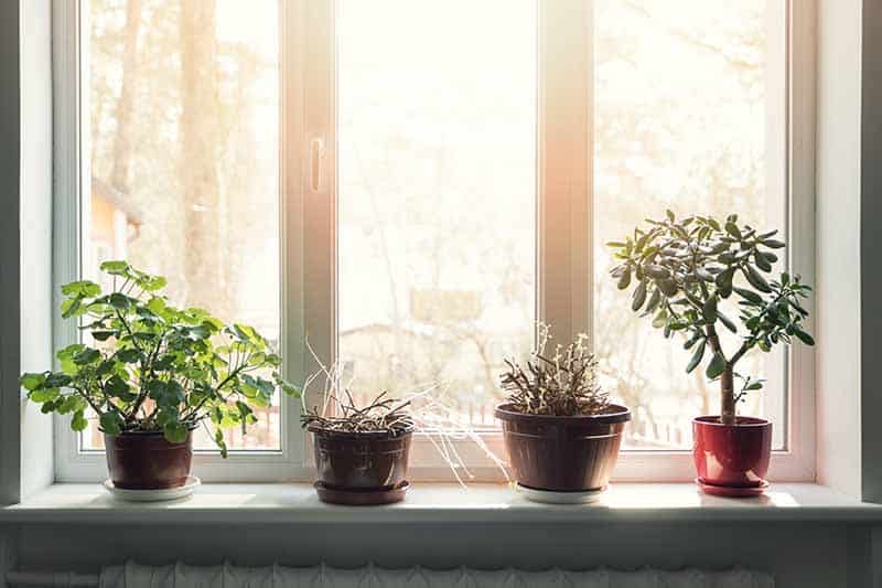 Jade Plants and other houseplants on the windowsill