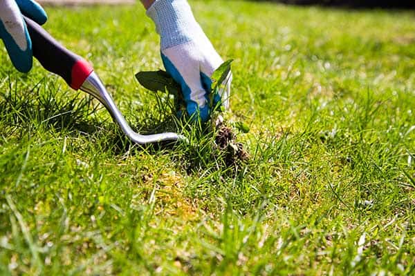 Lawn Weeds