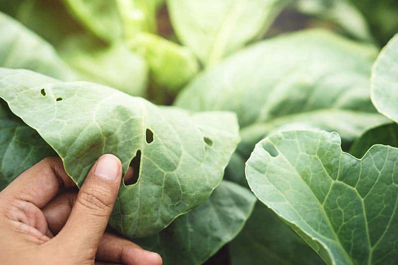Leaves eaten by armyworms