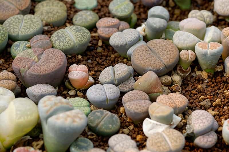 Lithops care guide