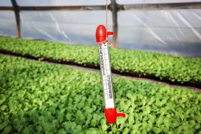 Measuring plant temperature