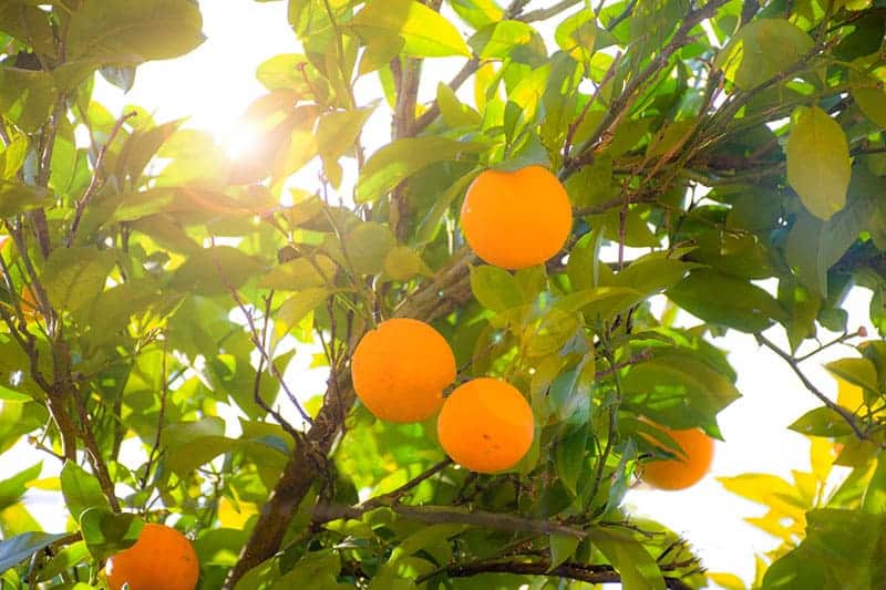 orange tree in full sunlight
