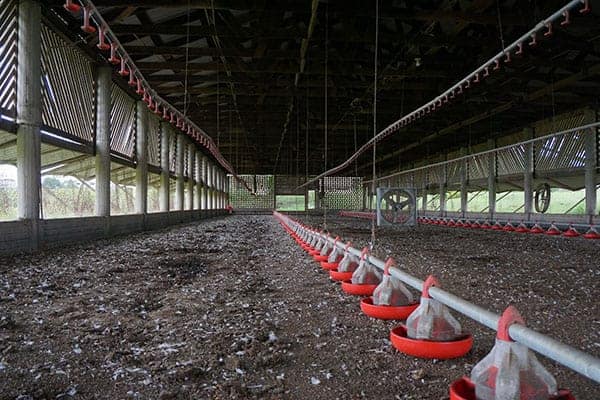 Chicken/Poultry Manure