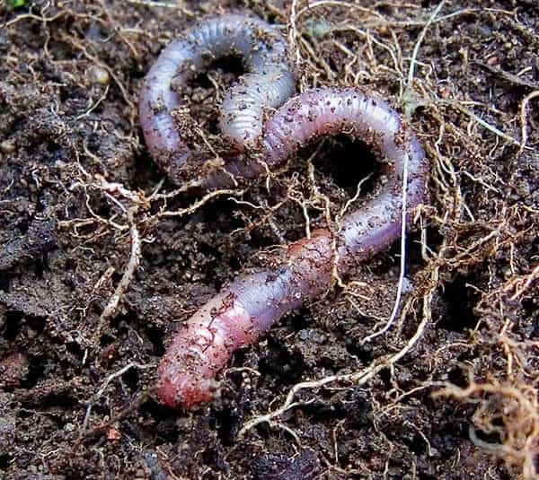 Worm Casting