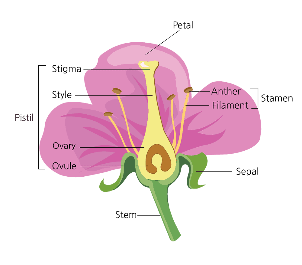 Parts Of A Flower And Their Functions  With Diagram