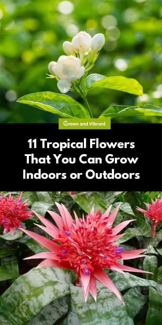 11 Tropical Flowers That You Can Grow Indoors or Outdoors