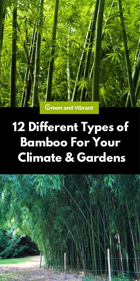 12 Different Types of Bamboo For Your Climate & Gardens