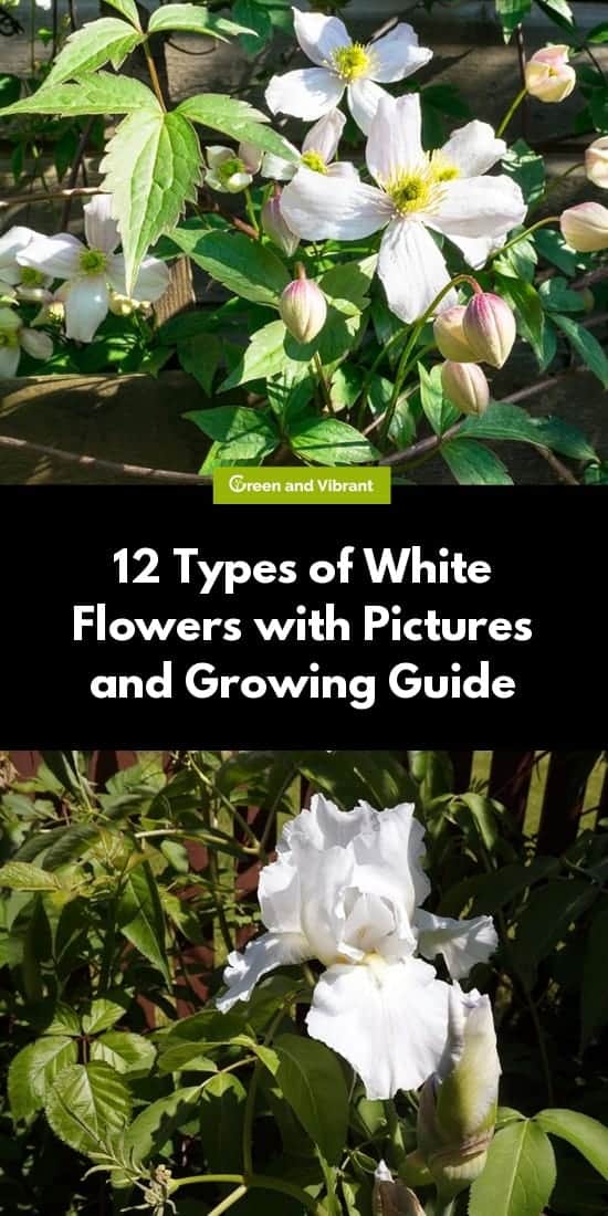12 Types of White Flowers with Pictures and Growing Guide