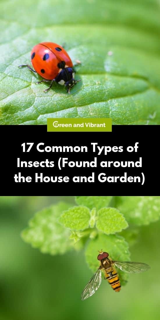 17 Common Types of Insects (Found Around the Home and Garden)