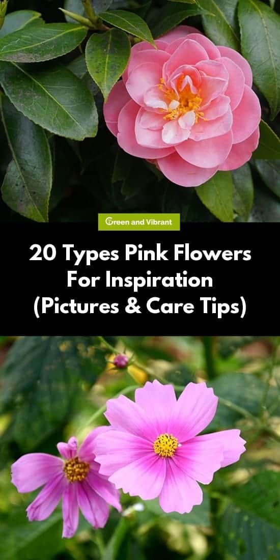 20 Types Pink Flowers For Inspiration (Pictures & Care Tips)