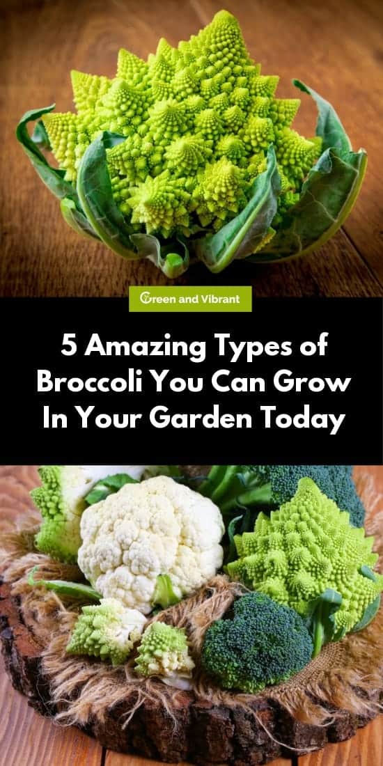 5 Amazing Types of Broccoli You Can Grow In Your Garden Today
