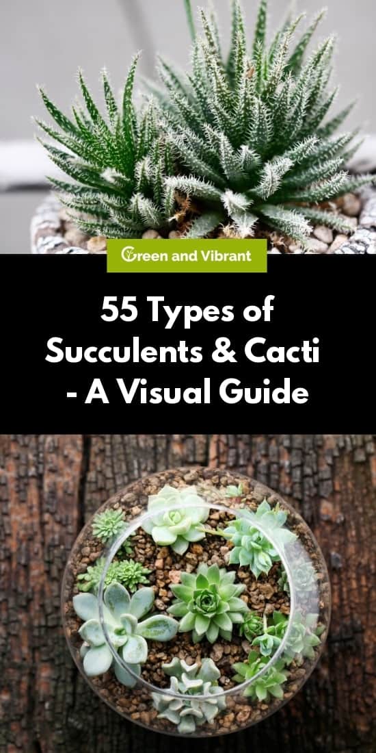 55 Types of Succulents & Cacti - A Visual Guide