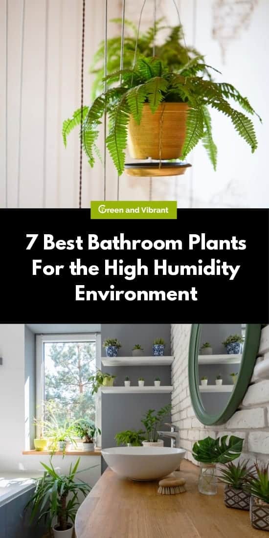 7 Best Bathroom Plants For the High Humidity Environment
