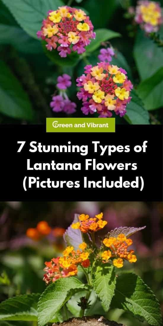 7 Stunning Types of Lantana Flowers (Pictures Included)