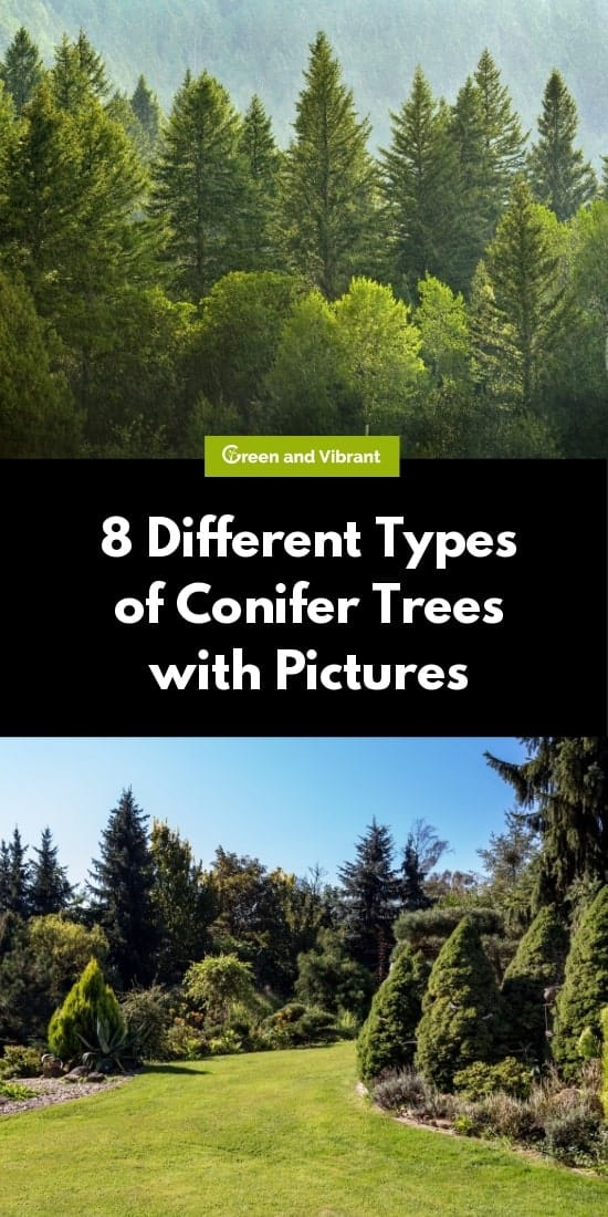 8 Different Types of Conifer Trees with Pictures