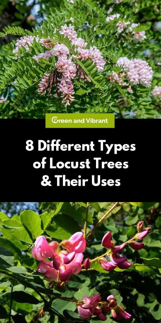 8 Different Types of Locust Trees & Their Uses