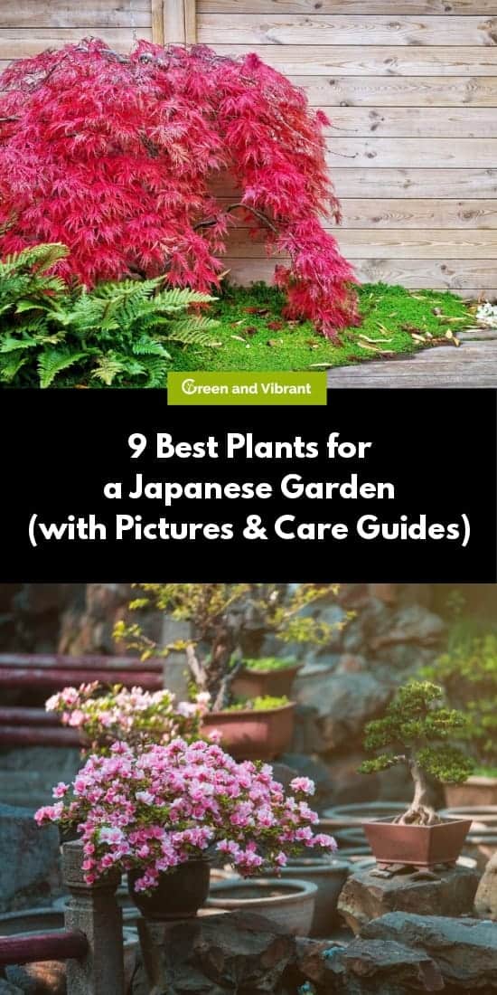 9 Best Plants for a Japanese Garden (with Pictures & Care Guides)