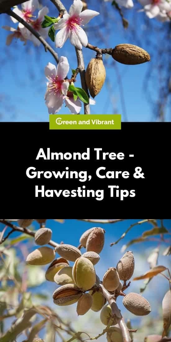 Almond Tree - Growing, Care & Havesting Tips