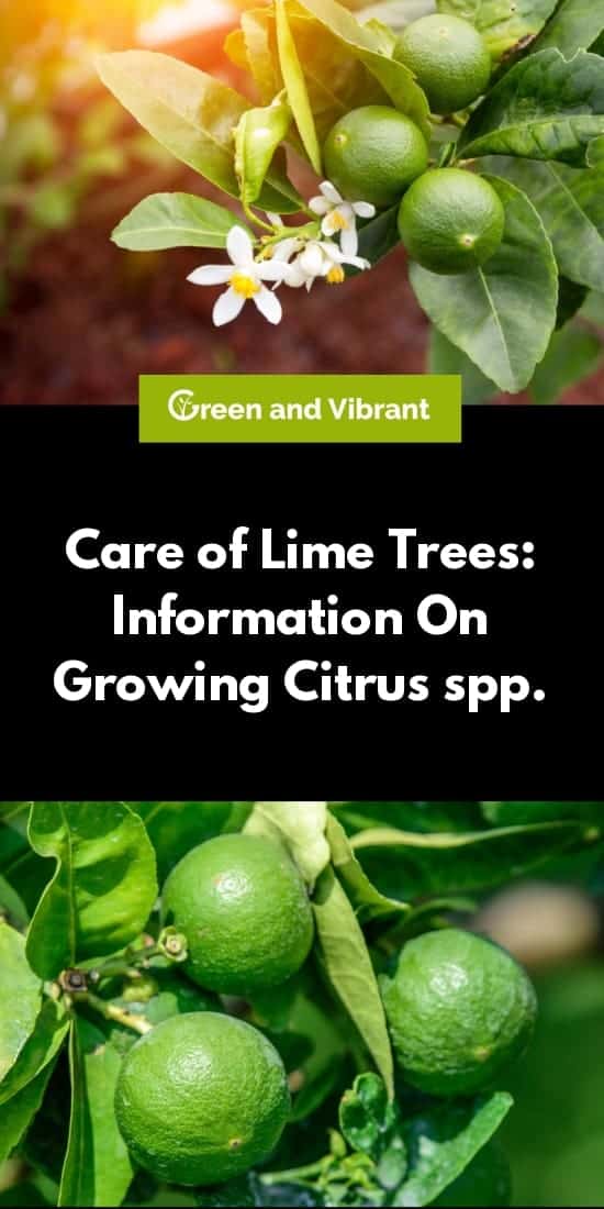Care of Lime Trees: Information On Growing Citrus spp.