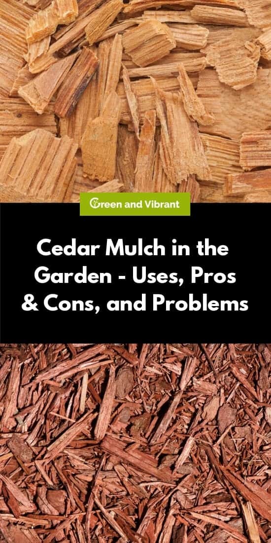 Cedar Mulch in the Garden - Uses, Pros & Cons, and Problems