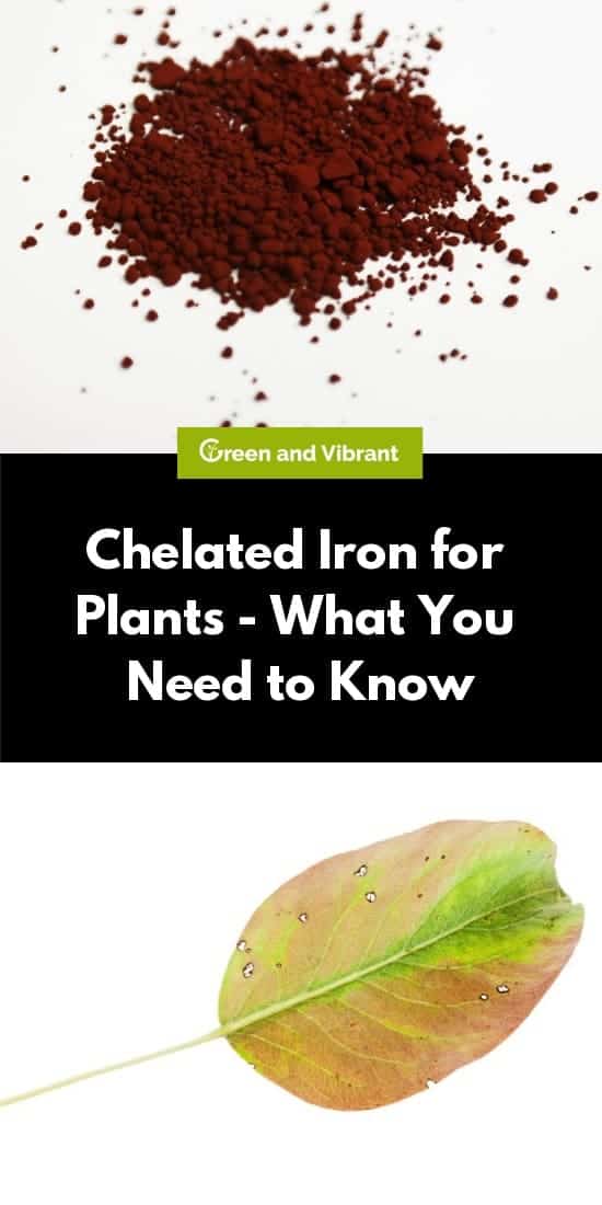 Chelated Iron for Plants - What You Need to Know