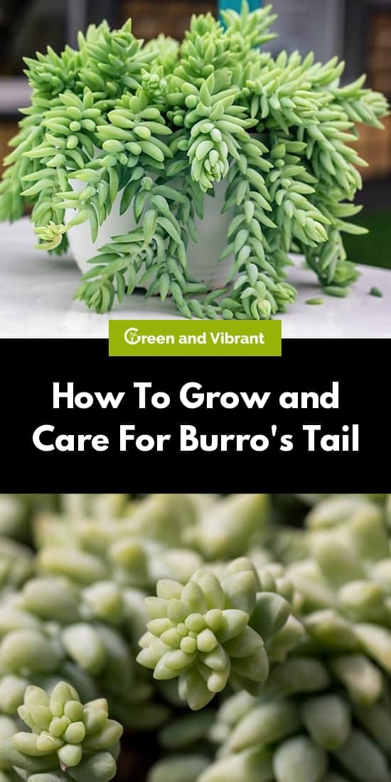 How To Grow and Care For Burro's Tail