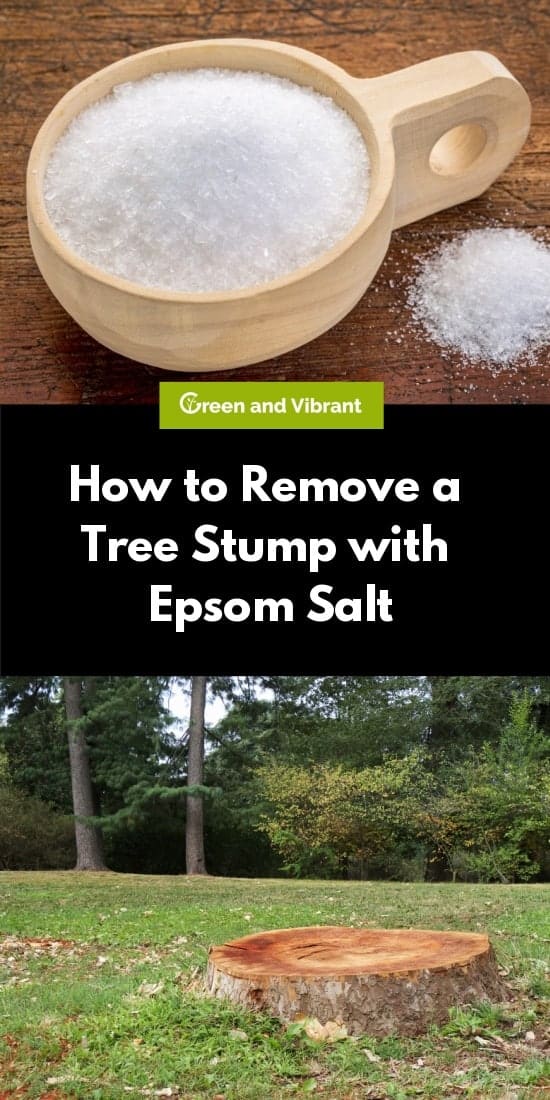 How to Remove a Tree Stump with Epsom Salt