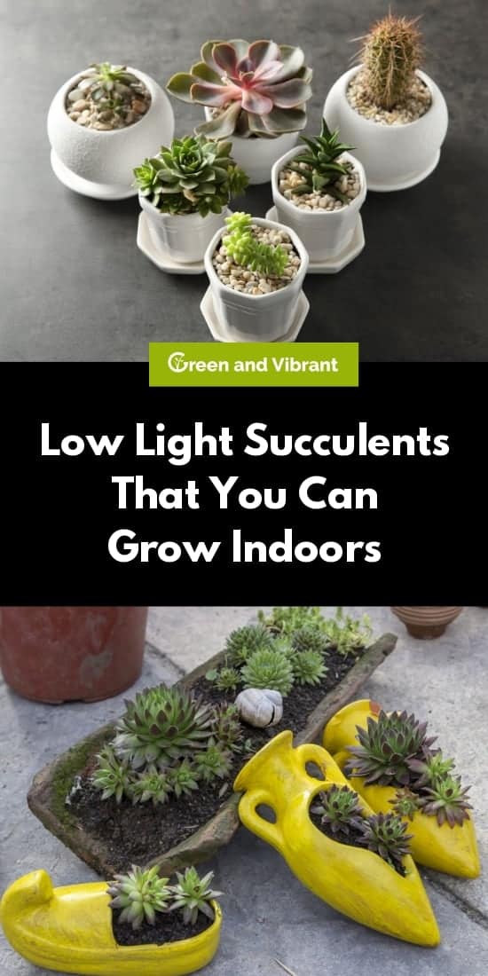 Low Light Succulents That You Can Grow Indoors