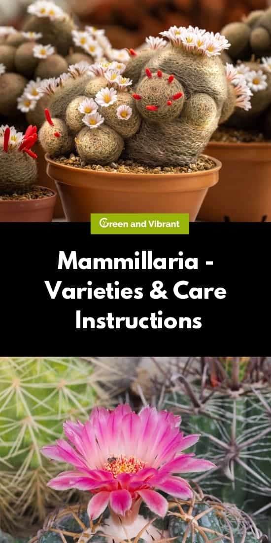 Mammillaria - Varieties & Care Instructions