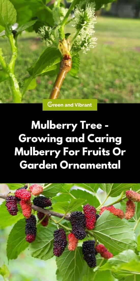 Mulberry Tree - Growing and Caring Mulberry For Fruits Or Garden Ornamental