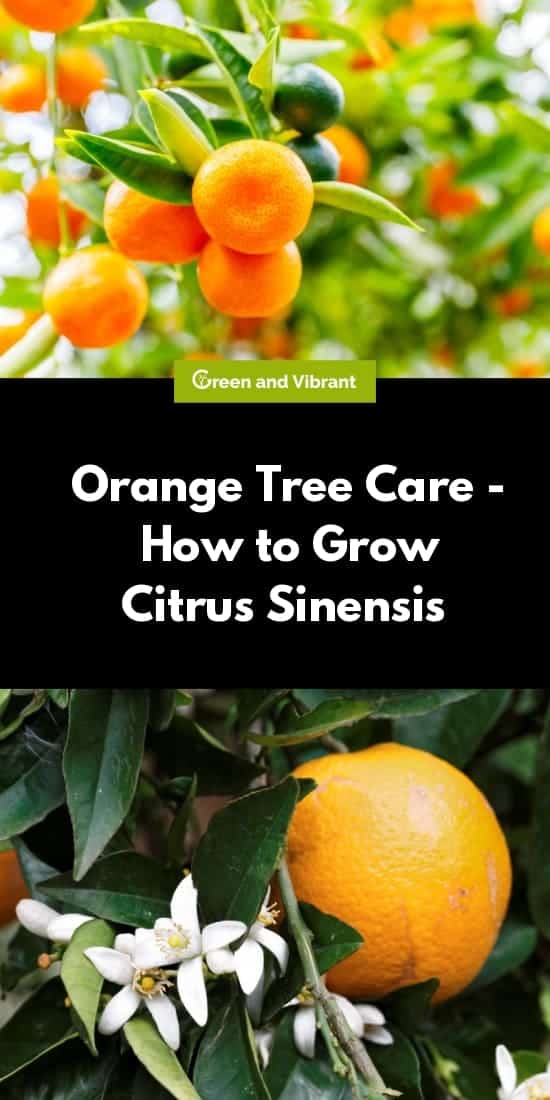 Orange Tree Care - How to Grow Citrus Sinensis