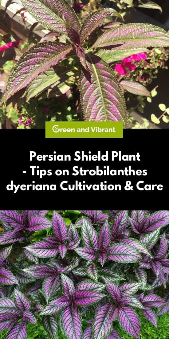 Persian Shield Plant - Tips on Strobilanthes dyeriana Cultivation & Care