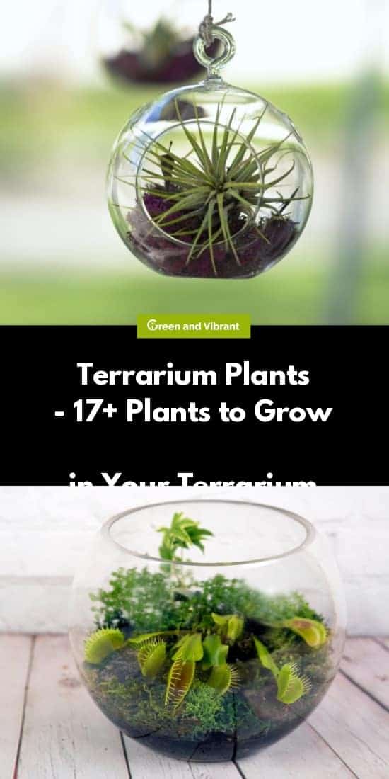 Terrarium Plants - 17+ Plants to Grow in Your Terrarium