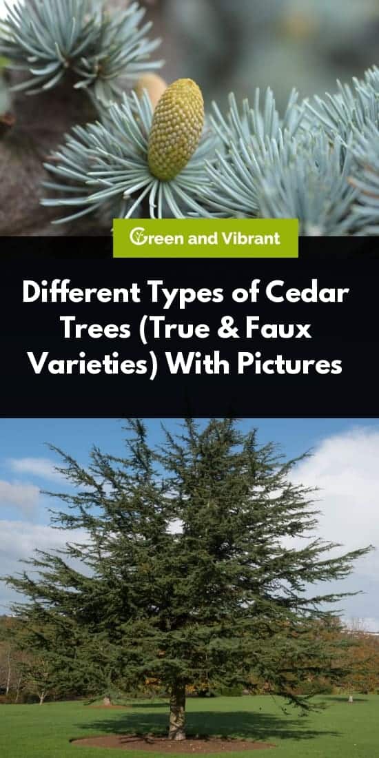 Different Types of Cedar Trees (True & Faux Varieties) With Pictures