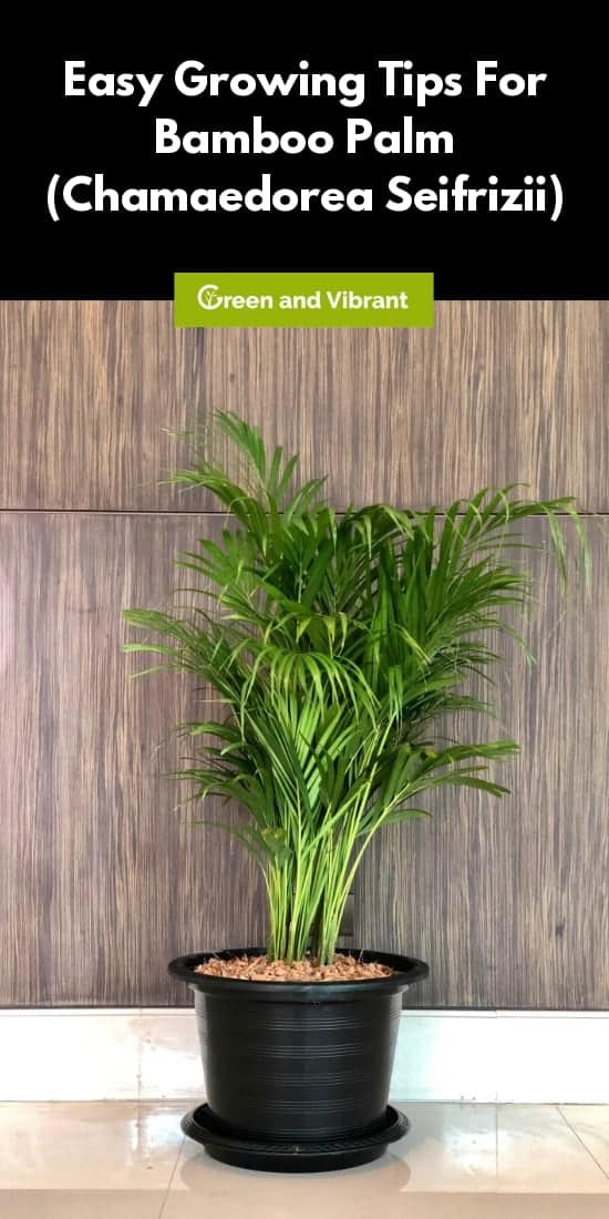 Bamboo Palm (Chamaedorea seifrizii) - Easy Growing & Care Tips