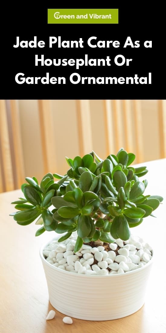 Jade Plant (Crassula ovata) - Types, Growing, Care Tips & Common Problems