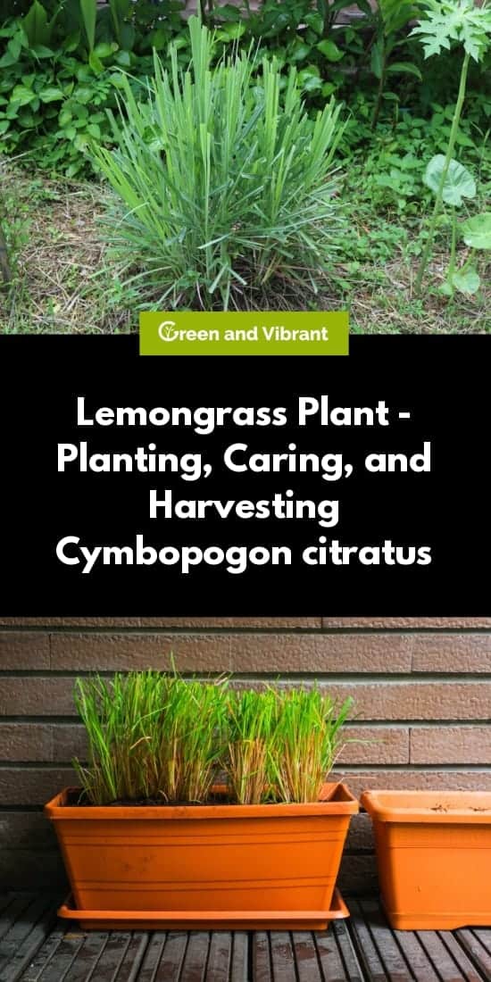 Lemongrass Plant - Planting, Caring, and Harvesting Cymbopogon citratus