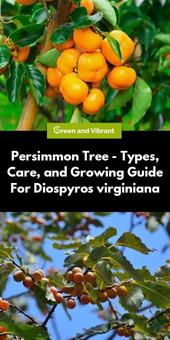 Persimmon Tree - Types, Care, and Growing Guide For Diospyros virginiana