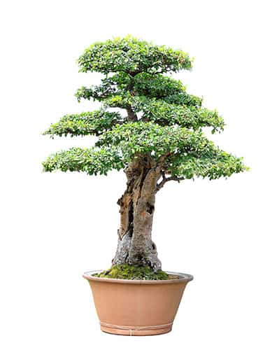 View Ficus Bonsai Tree Care For Beginners Background